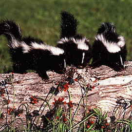 Sloth (USA-2) : We Smell, Look & Sound 3x Better Than the Cleveland RTA